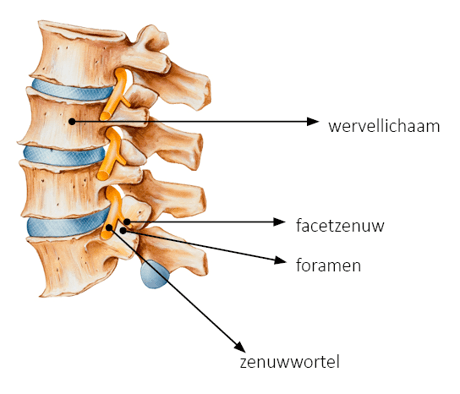 Afbeelding gedeelte wervelkolom met wervellichaam, facetzenuw, foramen en zenuwwortel